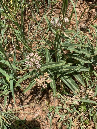 Asclepias meliodora, photographed by Matthew Fainman