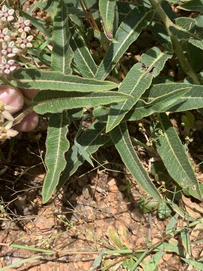 Asclepias meliodora, photographed by Matthew Fainman