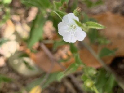 Seddera capensis, photographed by Matthew Fainman