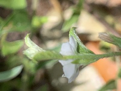 Seddera capensis, photographed by Matthew Fainman