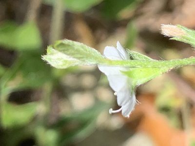 Seddera capensis, photographed by Matthew Fainman