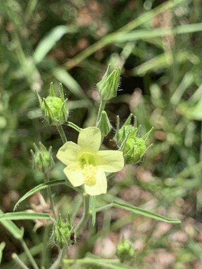 Hibiscus sidiformis, photographed by Matthew Fainman