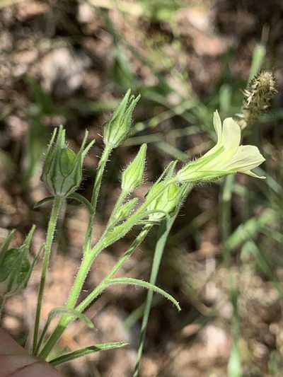 Hibiscus sidiformis, photographed by Matthew Fainman
