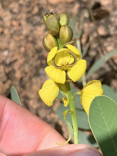 Senna italica, photographed by Matthew Fainman