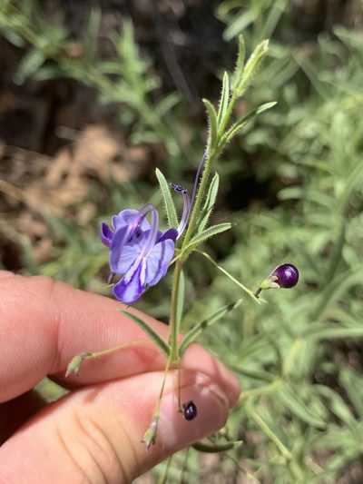 Rotheca louwalbertsii, photographed by Matthew Fainman