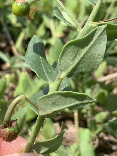 Talinum arnotii, photographed by Matthew Fainman