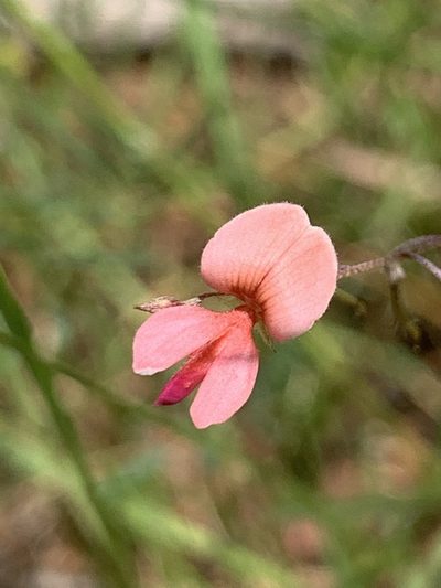 Indigofera filipes, photographed by Matthew Fainman