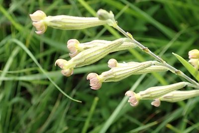 Silene burchellii, photographed by Peter Warren
