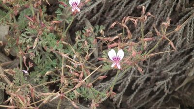 Pelargonium multicaule, photographed by Shaun Swanepoel