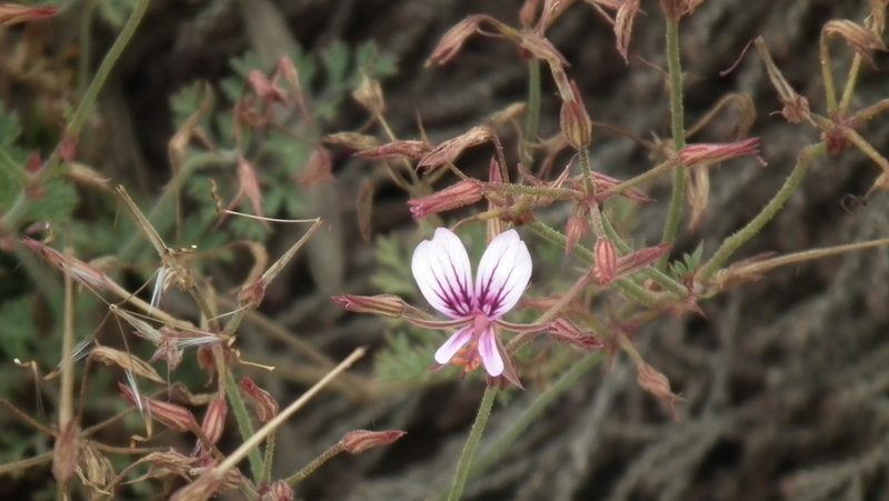 Pelargonium multicaule, photographed by Shaun Swanepoel