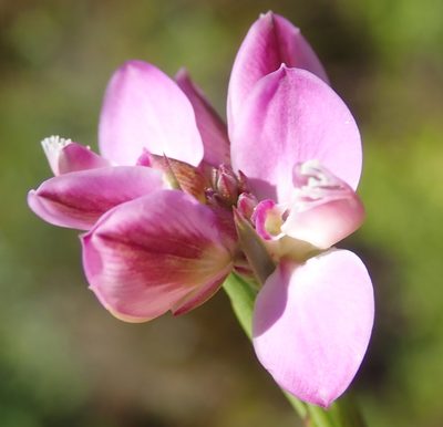 Polygala umbellata, photographed by Nicola van Berkel
