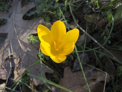 Crocus olivieri, photographed by katunchik