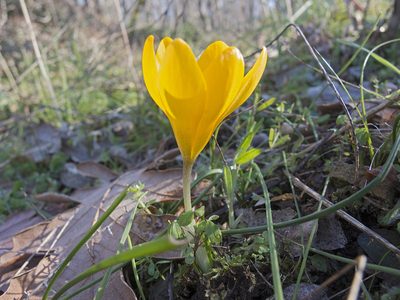 Crocus olivieri, photographed by katunchik