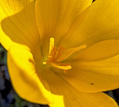 Crocus olivieri, photographed by katunchik