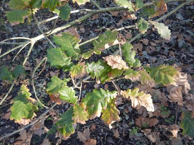 Quercus orocantabrica, photographed by Duarte Frade