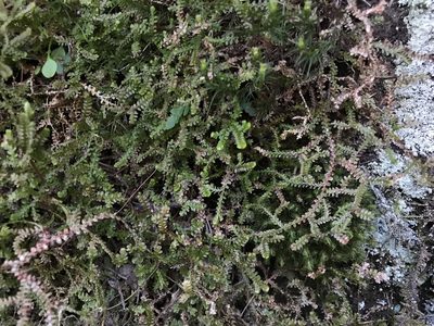 Selaginella douglasii, photographed by Brandon Corder