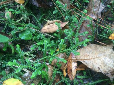 Selaginella ludoviciana, photographed by Brandon Corder