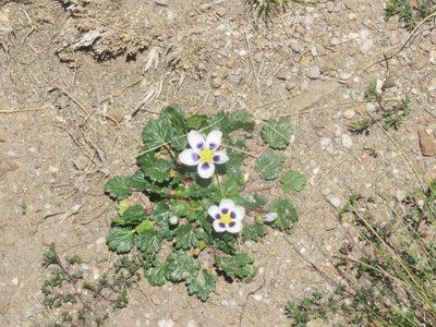 Acaulimalva nubigena, photographed by Diego Carús