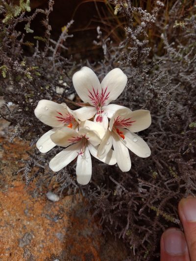 Pelargonium radiatum, photographed by Seth Musker