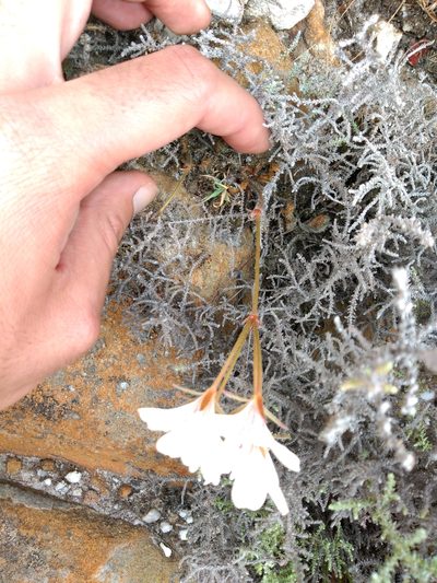 Pelargonium radiatum, photographed by Seth Musker