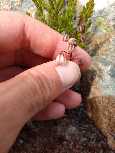 Rhadamanthus convallarioides, photographed by Seth Musker