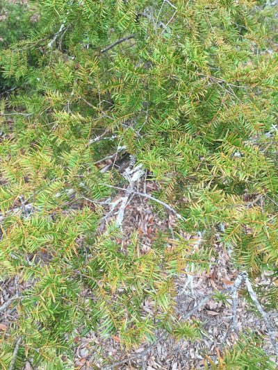 Taxus floridana, photographed by Brandon Corder