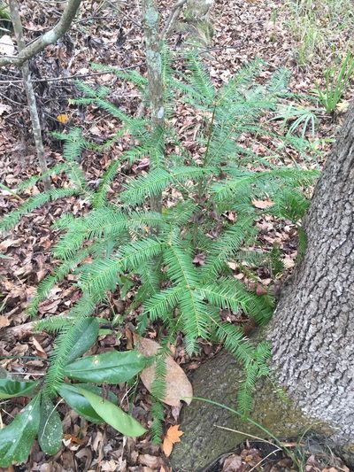 Torreya taxifolia, photographed by Brandon Corder