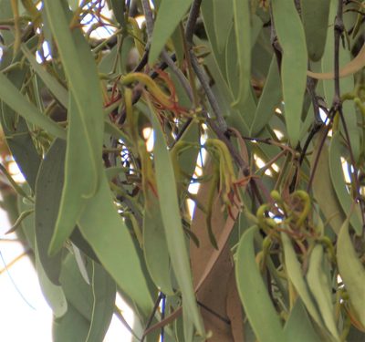 Muellerina eucalyptoides, photographed by Rod Lowther