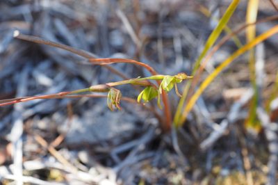 Caleana minor, photographed by Jesse de Vries