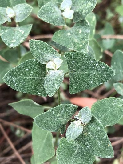 Chenopodium trigonon, photographed by Greg Tasney