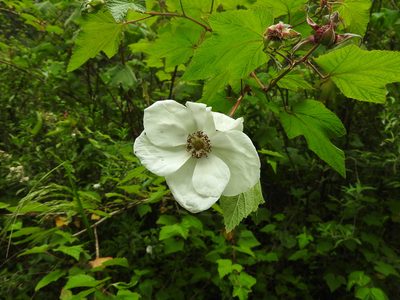 Rubus trilobus, photographed by Juan Cruzado Cortés