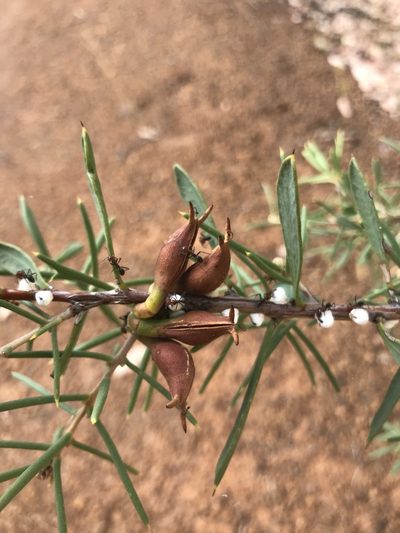 Hakea varia, photographed by Ann Bentley