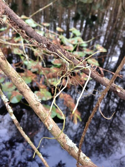 Dendrophylax porrectus, photographed by Brandon Corder