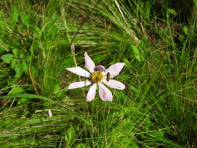 Cosmos diversifolius, photographed by Juan Cruzado Cortés