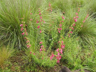 Penstemon roseus, photographed by Juan Cruzado Cortés