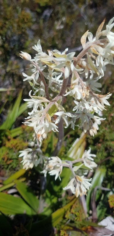 Milligania densiflora, photographed by Yoav Daniel Bar-Ness