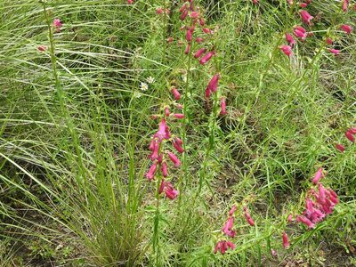 Penstemon roseus, photographed by Juan Cruzado Cortés