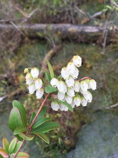 Pieris phillyreifolia, photographed by Brandon Corder