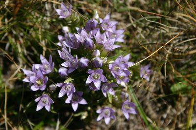 Gentianella ramosa, photographed by purperlibel