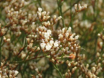 Limonium brasiliense, photographed by Gonzalo Roget