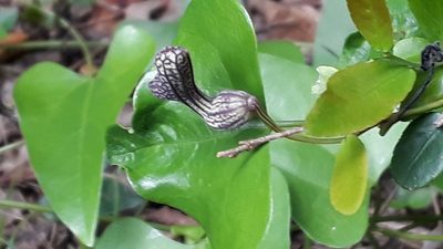 Aristolochia triangularis, photographed by Fernando Sessegolo