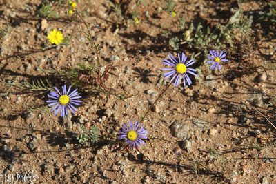 Felicia australis, photographed by lallen