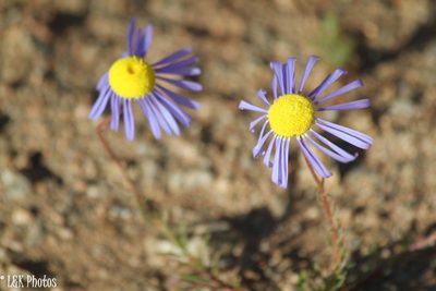 Felicia australis, photographed by lallen