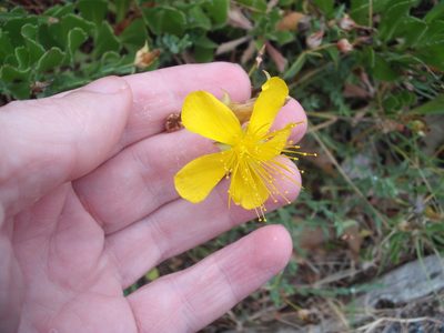Hypericum olympicum, photographed by Stephen Thorpe