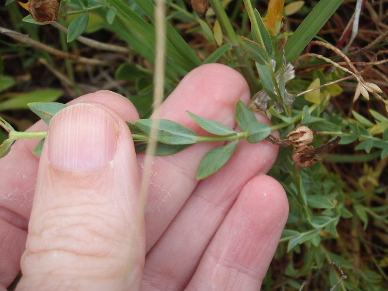 Hypericum olympicum, photographed by Stephen Thorpe