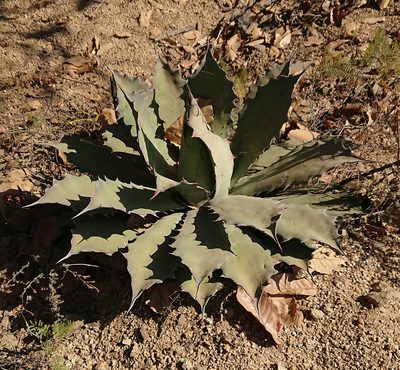 Agave seemanniana, photographed by Nick Block