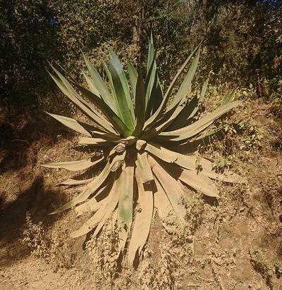 Agave atrovirens, photographed by Nick Block
