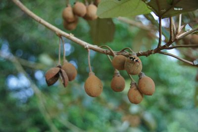 Hampea appendiculata, photographed by Matthew Blissett
