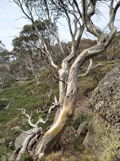 Eucalyptus pauciflora, photographed by Tim