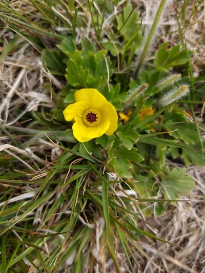 Ranunculus graniticola, photographed by Tim